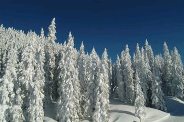 schneewald