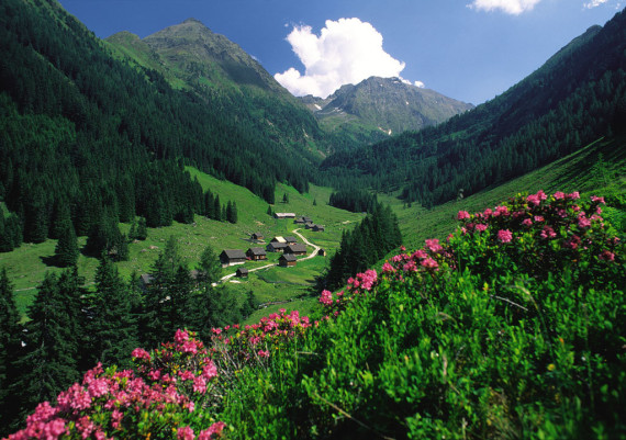 Zur Almrauschblüte in den Schladminger Tauern