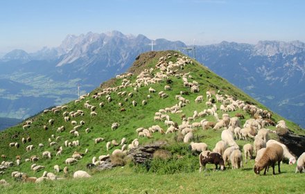 Schafe am Hauser Kaibling