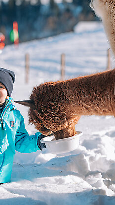 Llama & Alpaca Meet & Greet