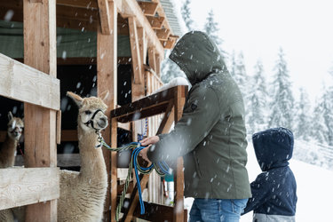 Alpaka Schneewanderung (5 von 47)