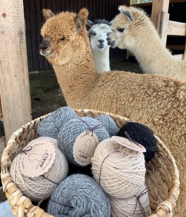 Alpaka und Wolle