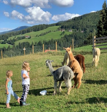 Alpakas im Sommer