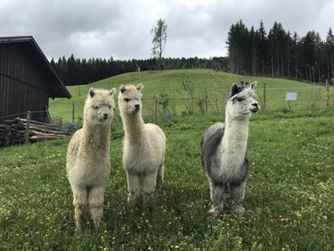 Bergsommer Alpakas