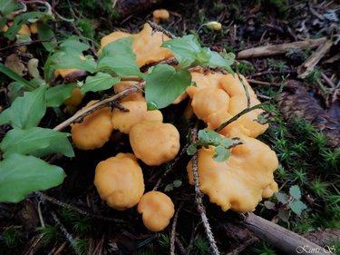 Eierschwammerl