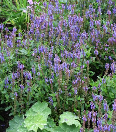 Lavendel