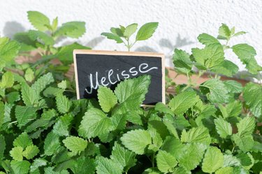 Melisse