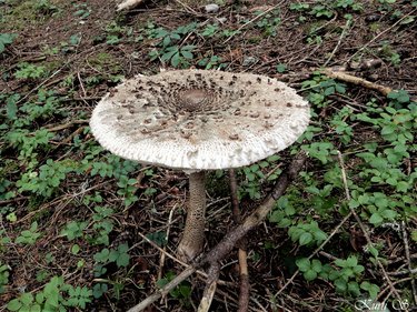 Parasol