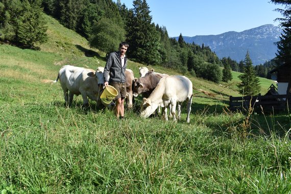 Rinder von Familie Hofer im Gumpental