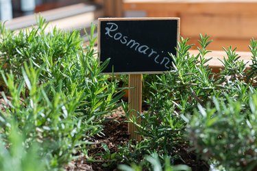 Rosmarin