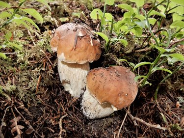 Steinpilze