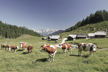 Ursprungalm Raffalt (3)