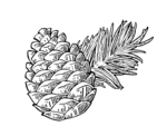 Zirbe
