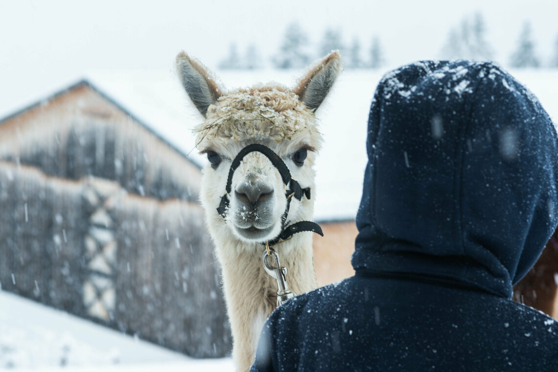 Alpaka Schneewanderung (18 von 47)