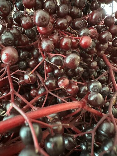 Holunderbeeren