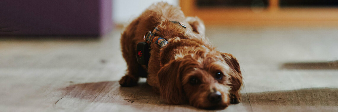 Hund lang Hund lang