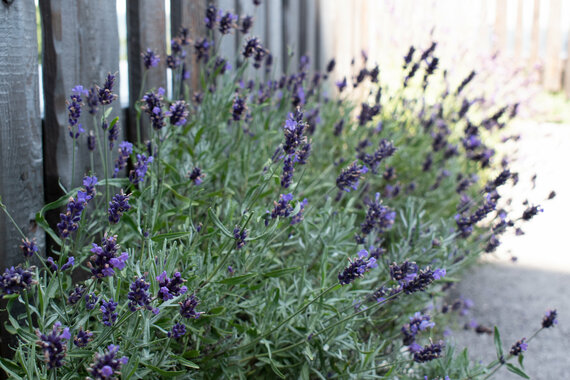 Lavendel