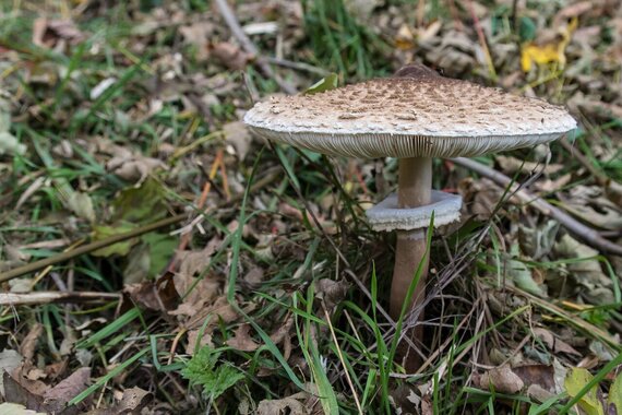 Parasol