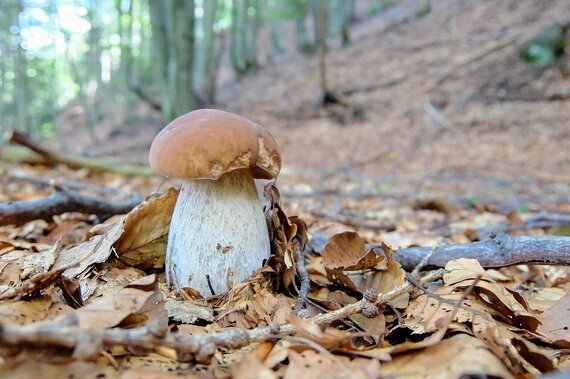 Steinpilz